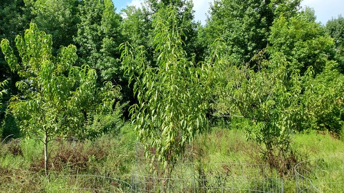 My largest 3 peach trees