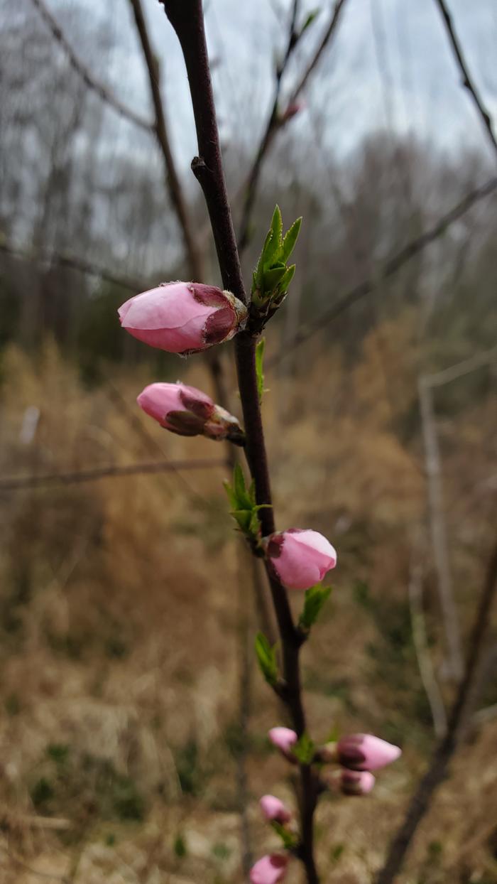 Peach flower buds swelling