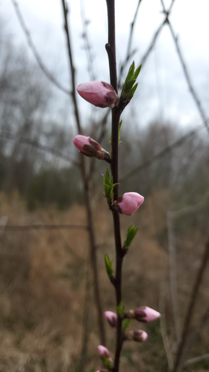 More peach flower buds swelling