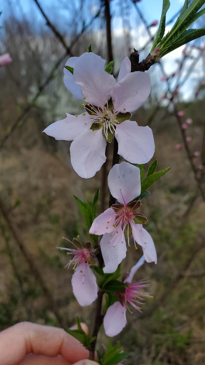 Petals starting to fall off