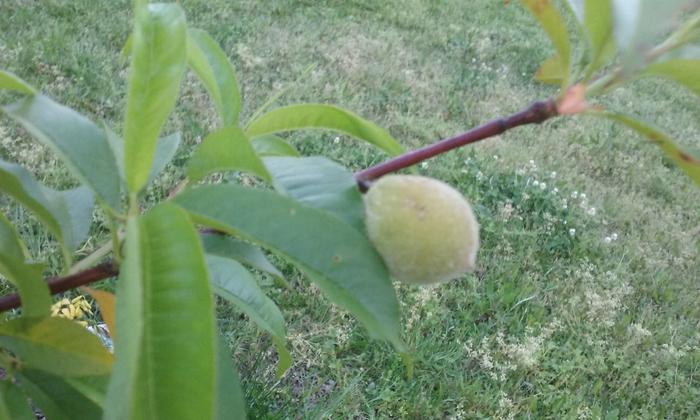 Baby peach!