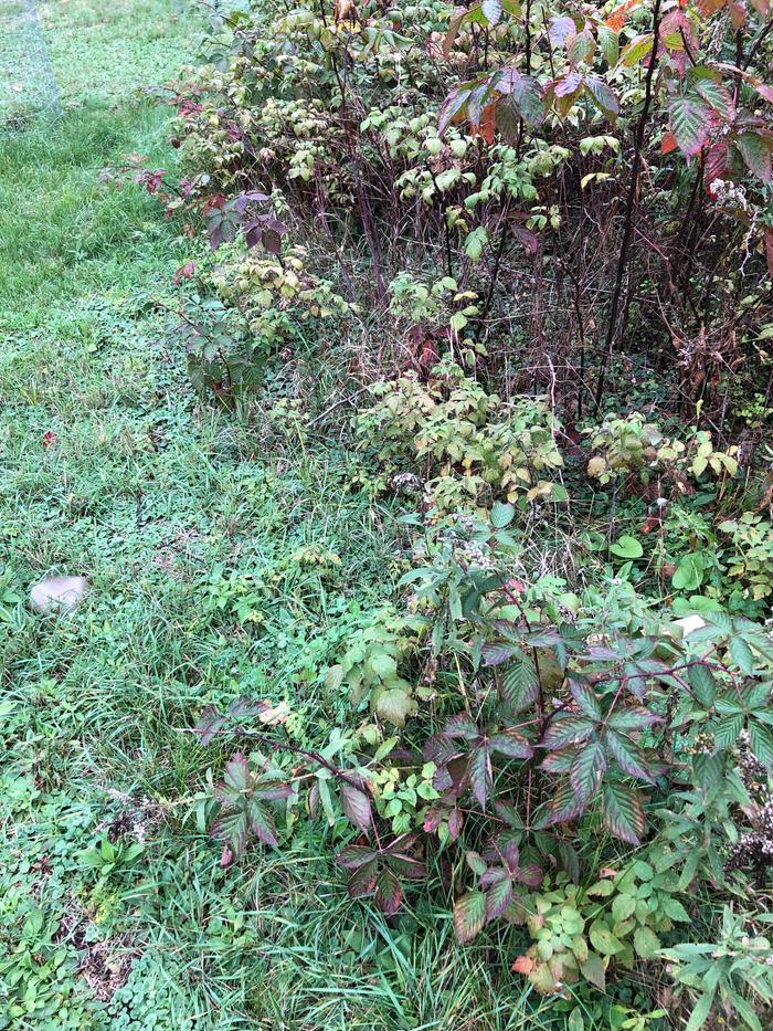 Bramble corner. 