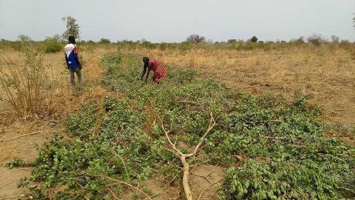 The mulched peanut plot