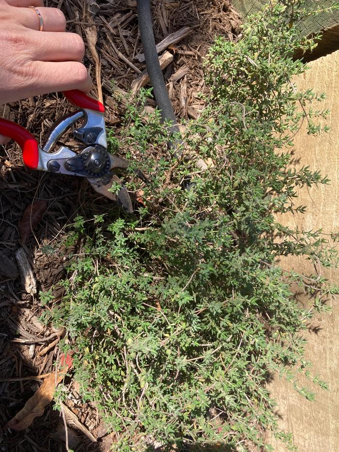[Thumbnail for Harvesting-Thyme.jpg]