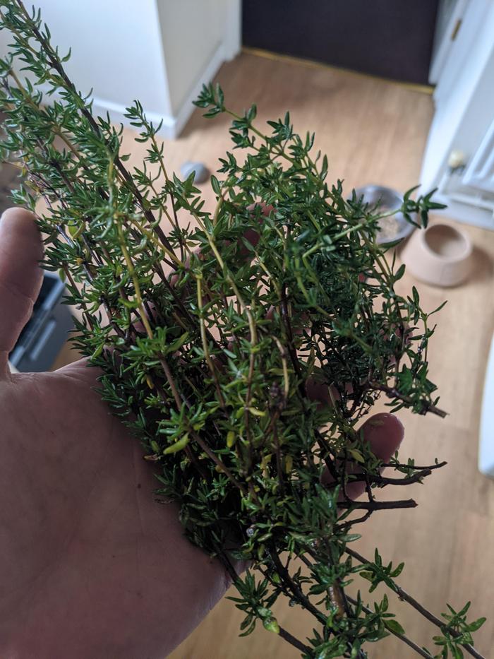 I harvested a handful