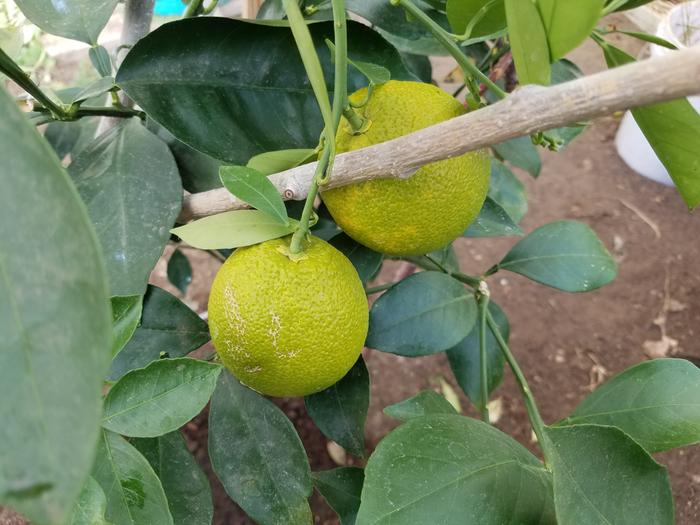 Oranges ripening
