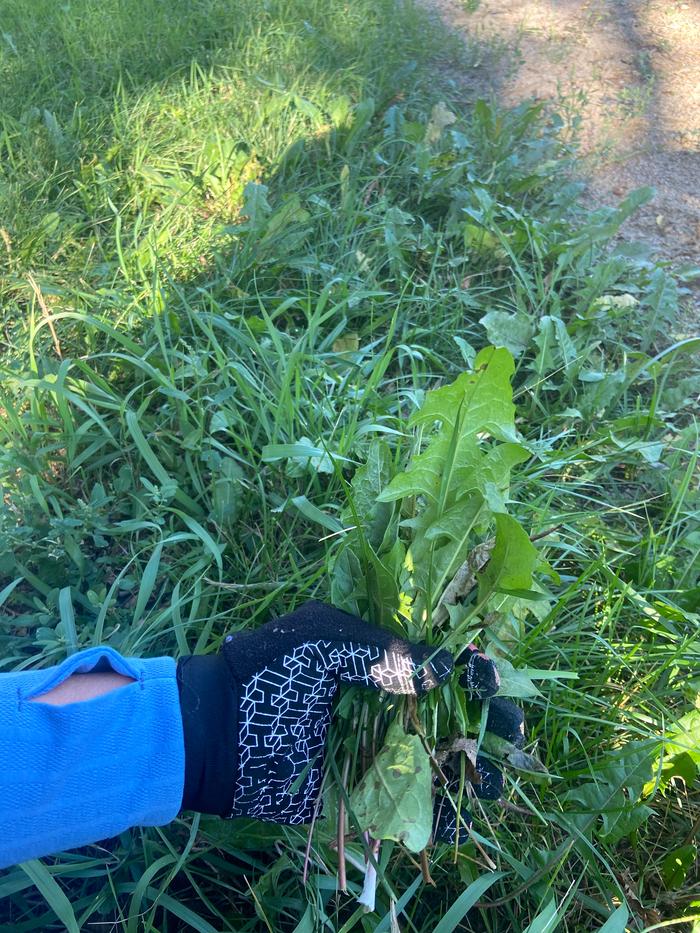 Harvested dandelion