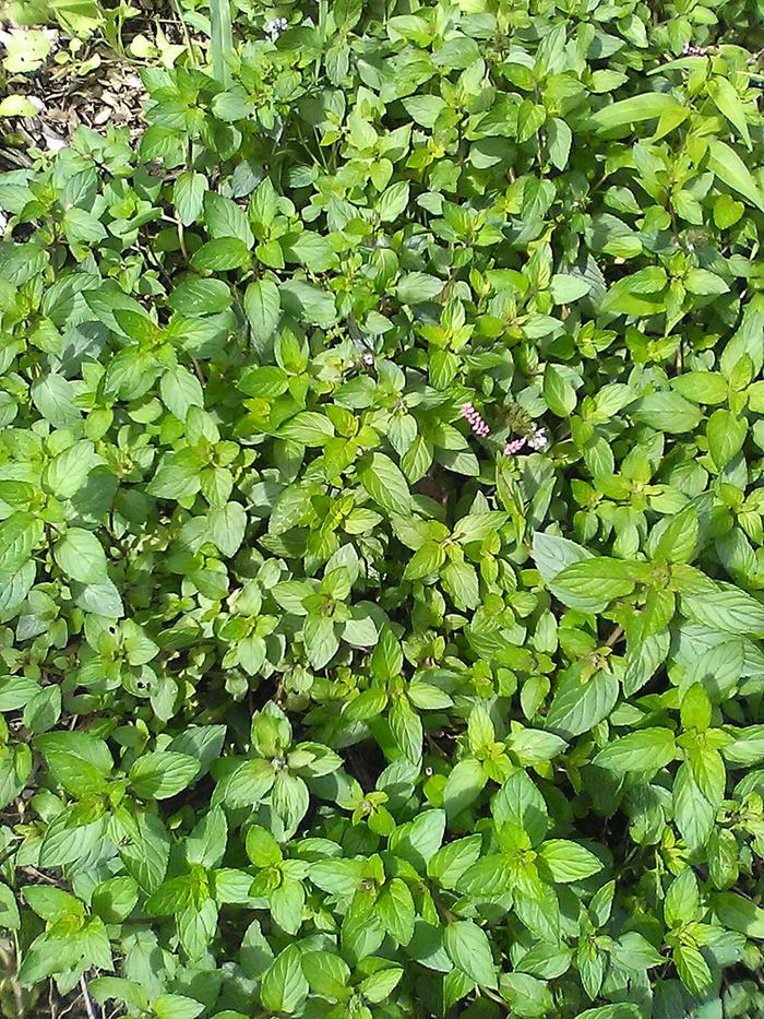 It is everywhere! But I love mint!