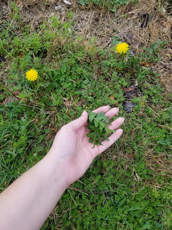 [Thumbnail for 02-harvested-dandelions.jpg]