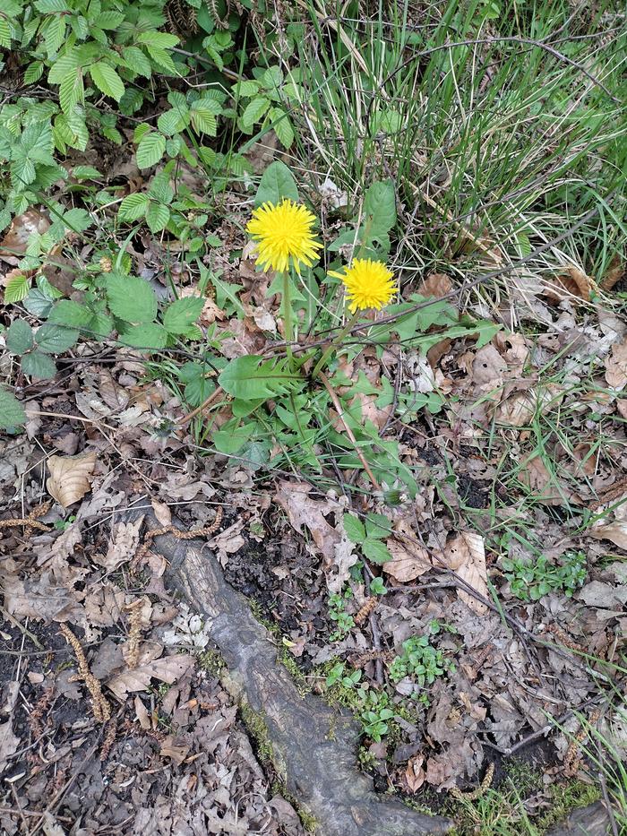 A dandelion off the main path