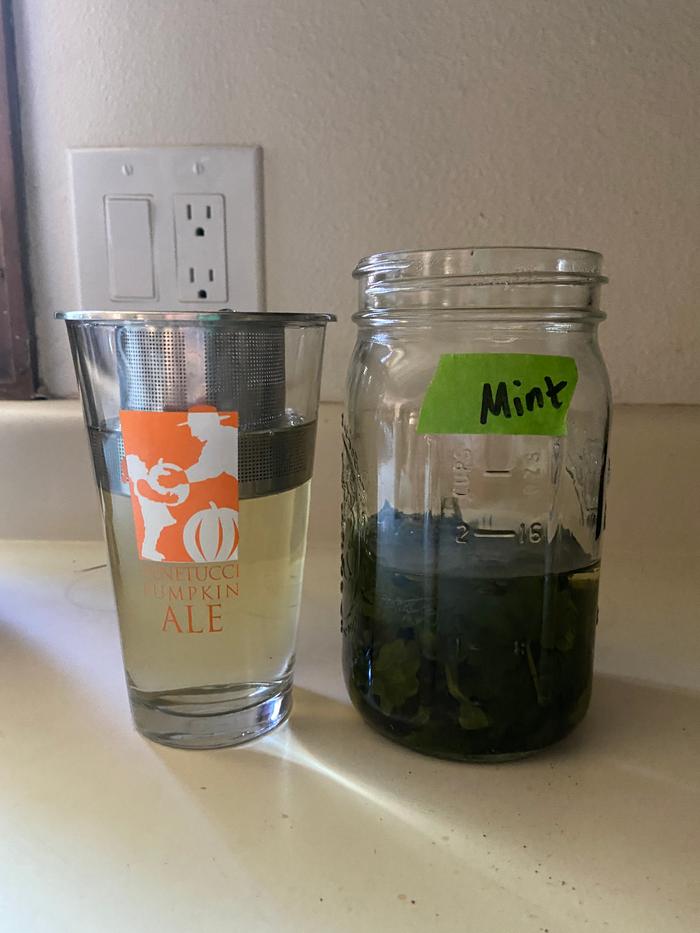 catmint tea steeping in a jar