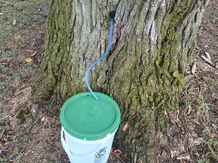 Tapping sugar maple