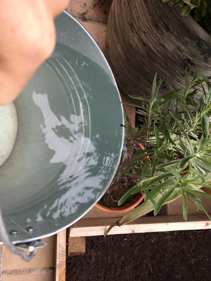 Lavander I grew from a cutting of a plant I found growing around a street tree in downtown Madrid, enjoying a drink