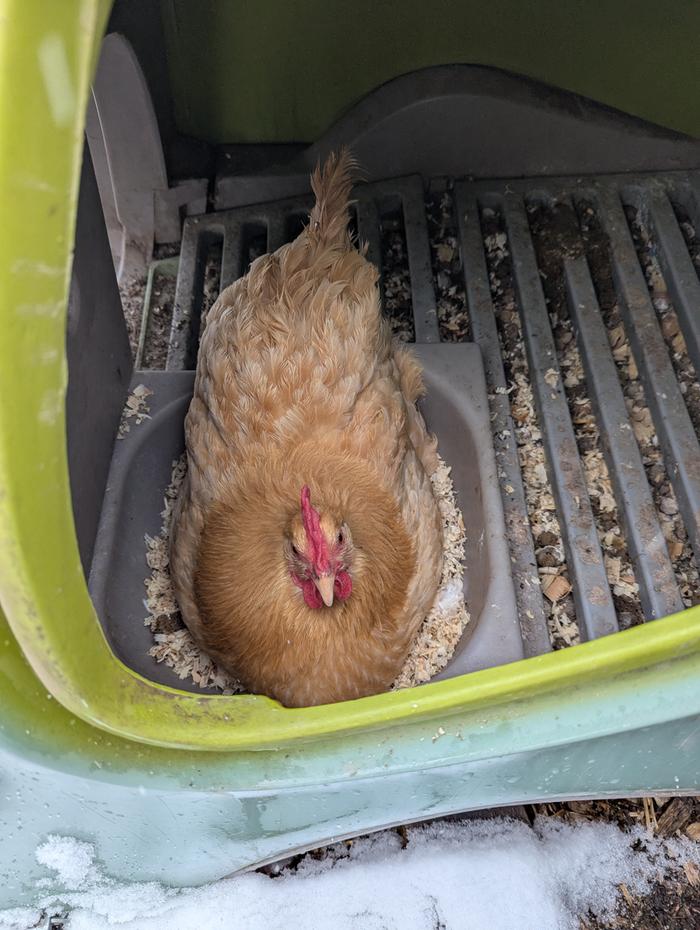 This is Tiny after an impressive egg song.