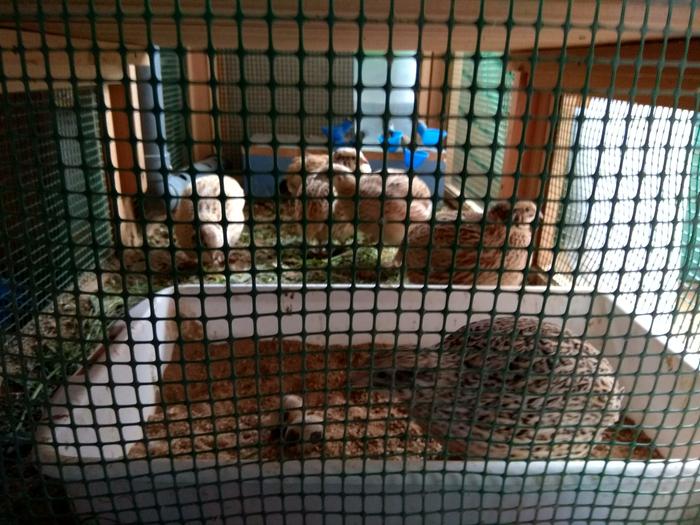 Dust bath has sand, egg check