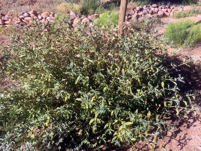 The sage that was the prime target of aphids - it was dripping from them