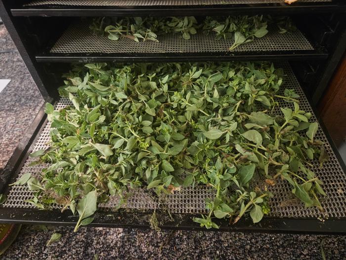 Drying in a dehydrator