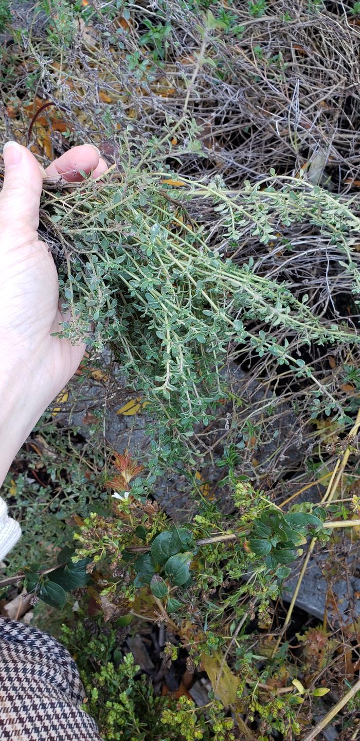 Harvest
