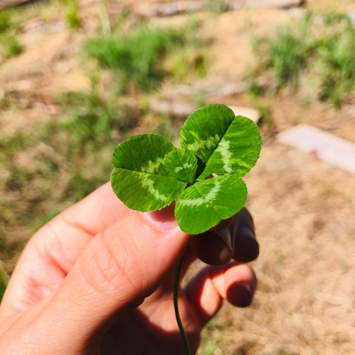 Three leaved clover and a beautiful heart pattern