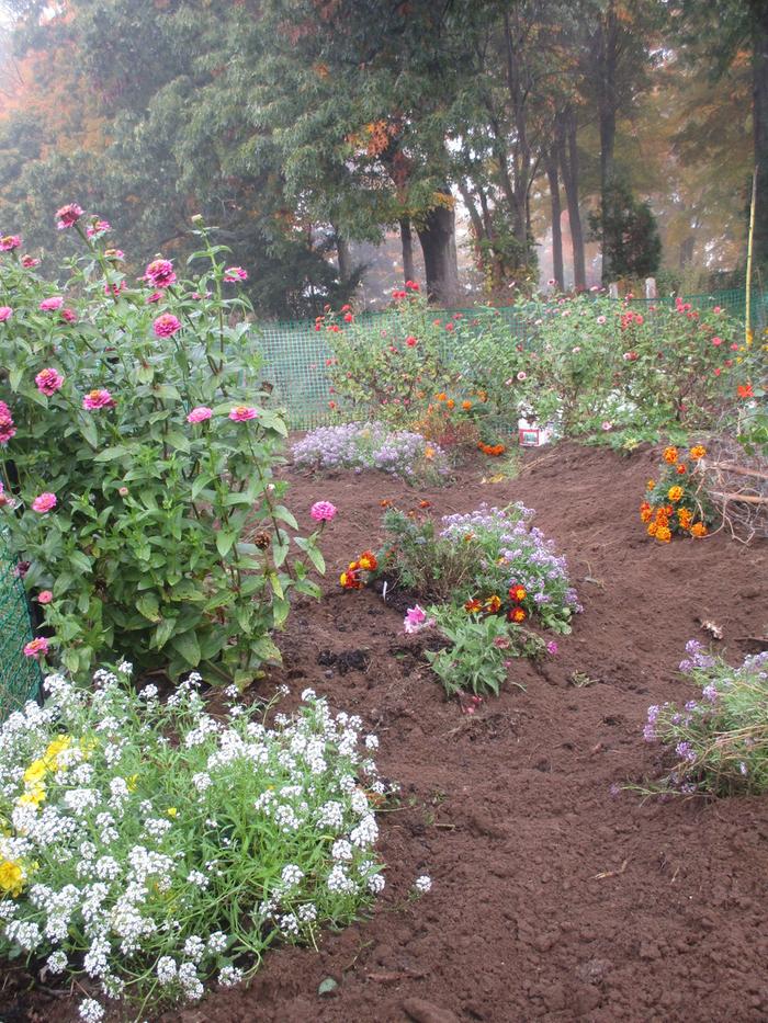 allotment-flowers