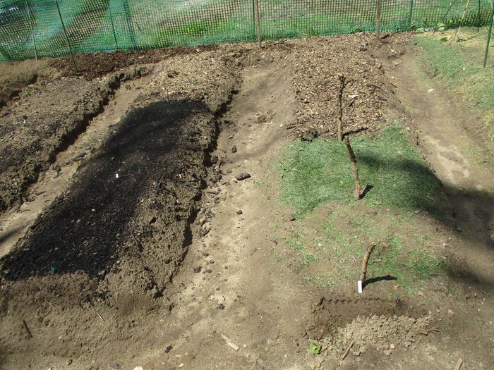 A few seedlings