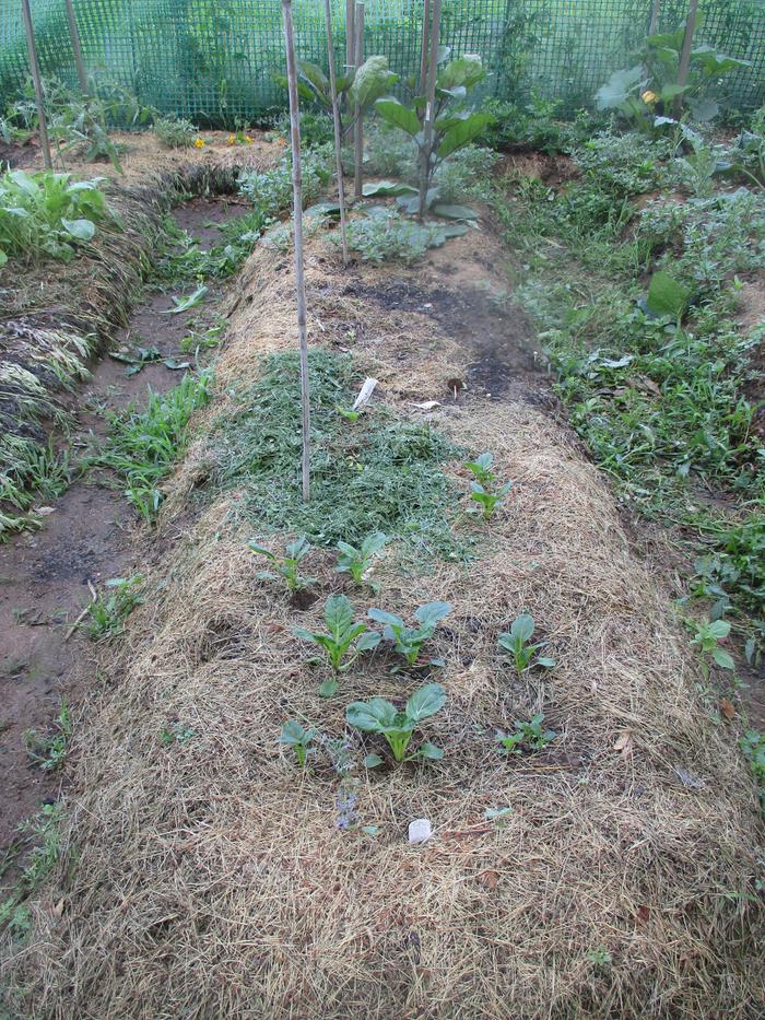 Bed-with-new-seedlings