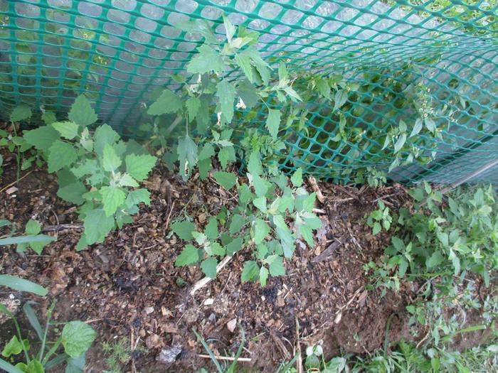 Lambs-quarter