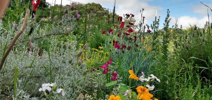 Flowers and herbs in bloom for the pollinators and for us