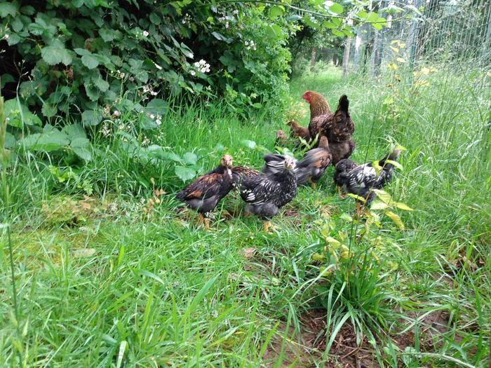 Mama hen and her chicks walking the border of the garden