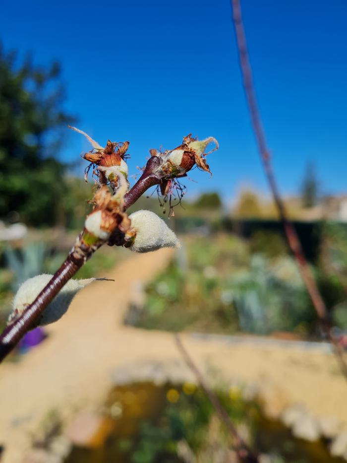 My first baby peaches!