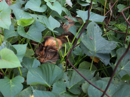 Kitty hiding in the sweet potato vines