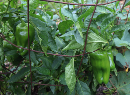 bell peppers