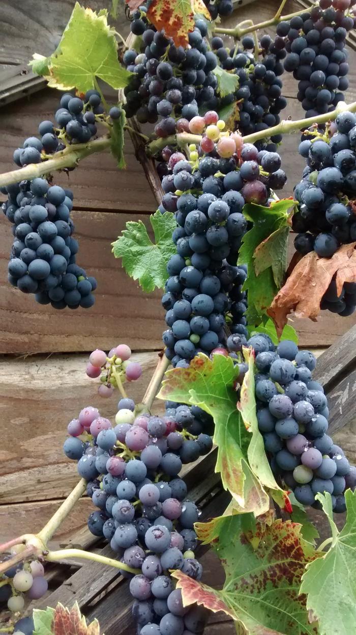 lots of grapes