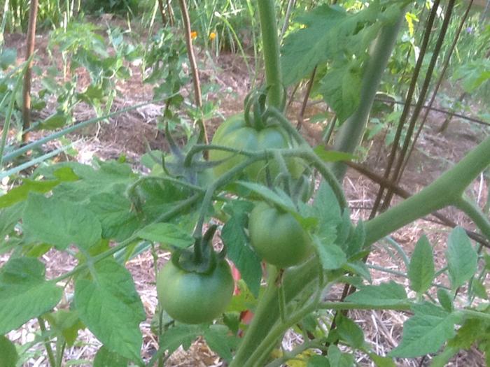 green tomatoes