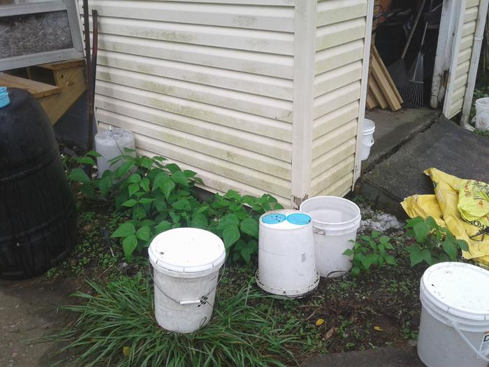 Jade bean plants with collected rain in buckets. :)