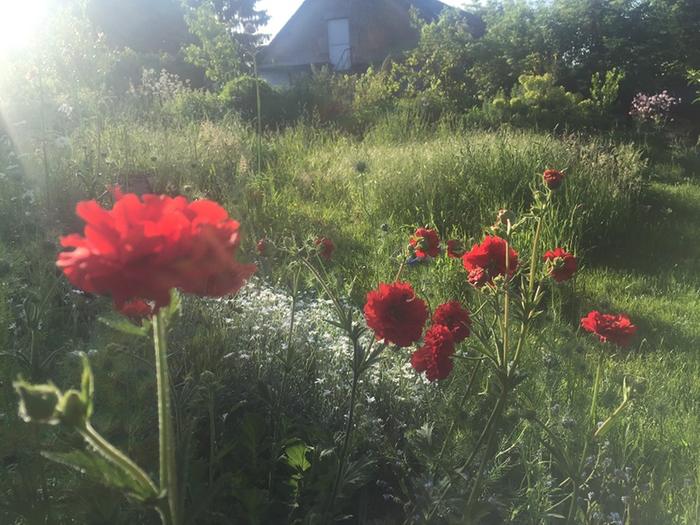 red flowers and tall grass