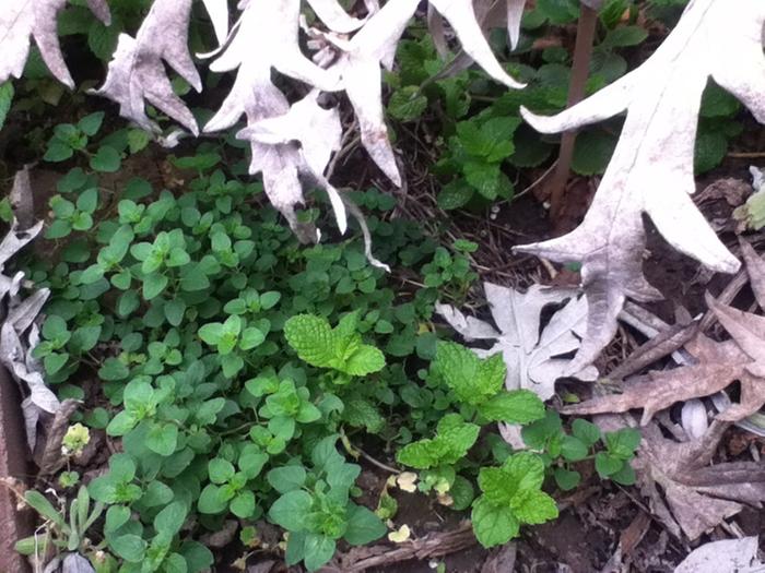 beautiful_mint_in_urban_garden