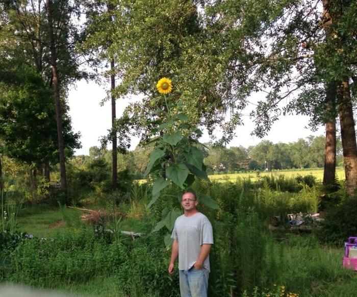 John_and_the_giant_sunflower
