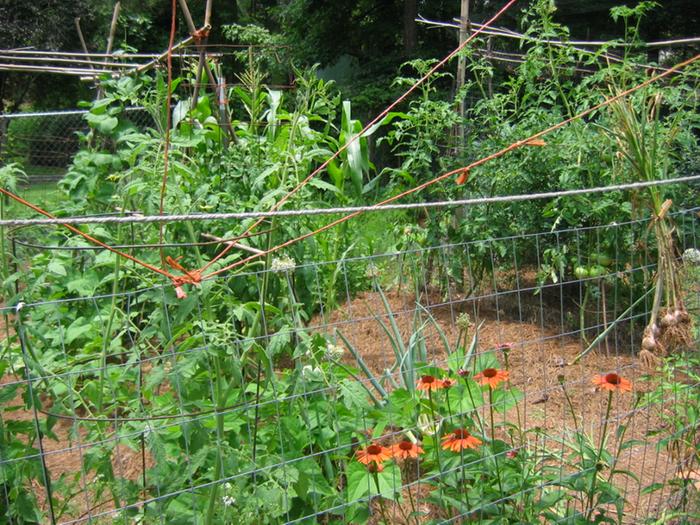 Starting to eat beans, tomatoes, blueberries
