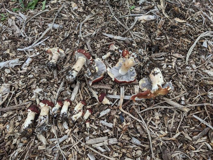 The slugs already had their share of these winecaps