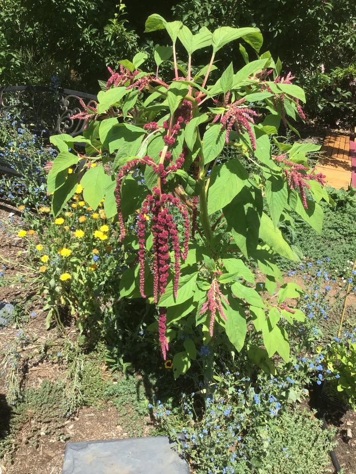 Amaranth green type