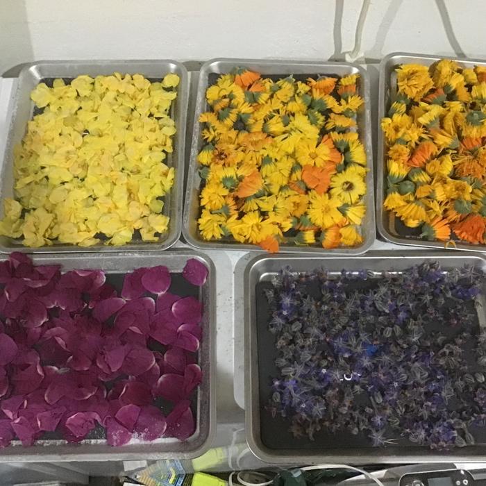 Flowers ready for the freeze dryer