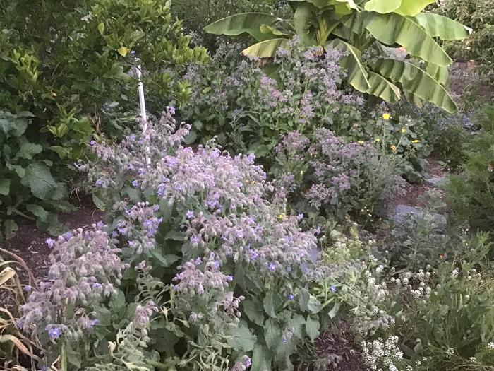 Borage forest