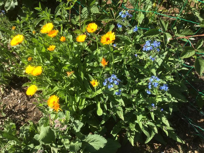 Lots of pretty wild flowers