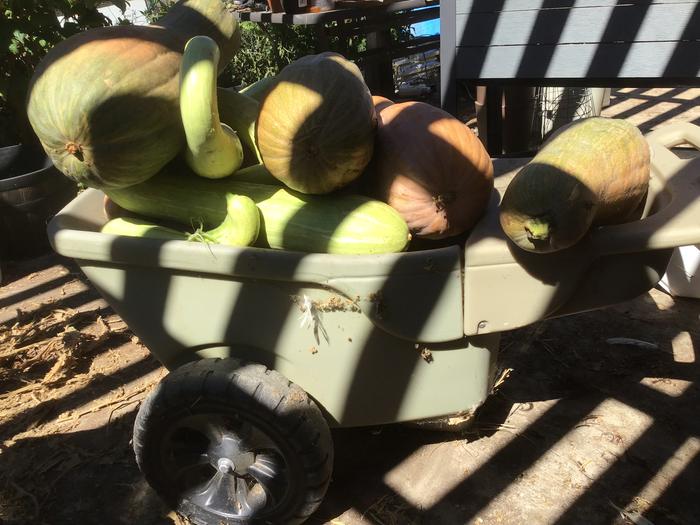 Squash harvest