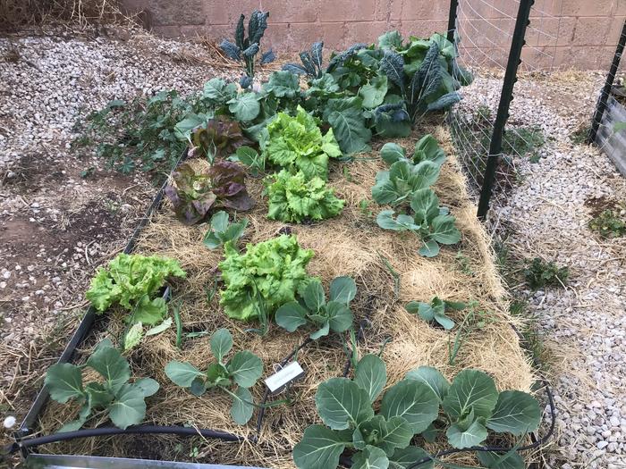 Poly culture bed with cabbages, lettuce, collards and garlic mulched with cut straw 