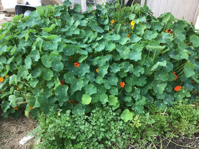 Nasturtium and parsley is a cold season crop here in grow zone 10