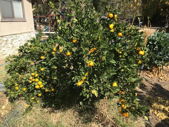 We are looking at a large tangerine harvest this year
