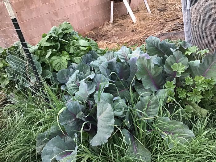 Red cabbages, leeks and collards