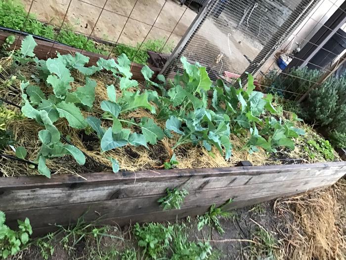 Kohlrabi, cauliflower and radishes